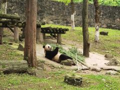 -都江堰中华大熊猫苑