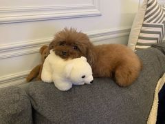 -有宠宠物(YOUCOIN·未来店)