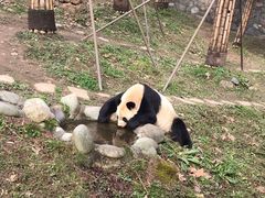 -都江堰中华大熊猫苑