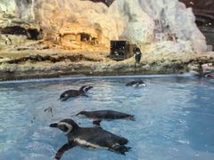 -帝企鹅自助餐厅•儿童岛•真企鹅(长隆企鹅酒店)