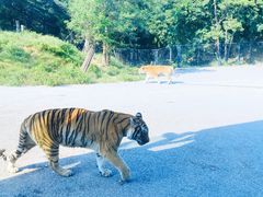 -大连森林动物园