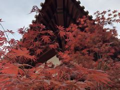 -西安青龙寺遗址景区