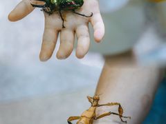 -上海大自然野生昆虫馆(东方明珠·爬宠昆虫探索中心)