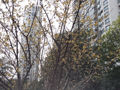-新湖明珠城