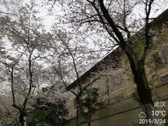 -武汉大学-樱园