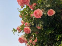 -春风十里咖啡馆