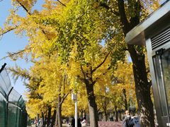 -三里屯东五街银杏大道