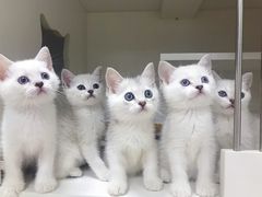 -东方名猫馆·英短金渐层布偶猫舍(环线广场1号楼店)