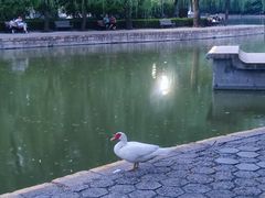 -团结湖公园