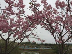 -天适樱花悠乐园