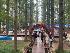 -日照海滨国家森林公园