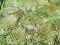-鸿顺老铁锅美蛙鱼府(解放碑店)