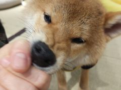 -逗柴咖啡屋·狗咖猫咖宠物桌游