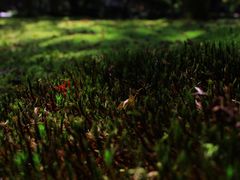 -西芳寺(苔寺)