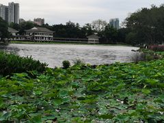 -荔湾湖公园