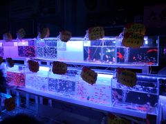 -中环花鸟鱼虫市场