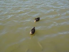 -海珠湖公园