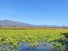-野鸭湖国家湿地公园