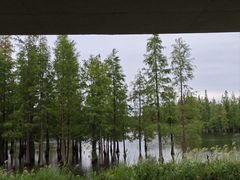 -白鹭湾湿地公园