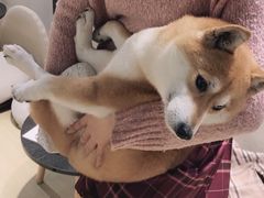 -逗柴咖啡屋·狗咖猫咖宠物桌游