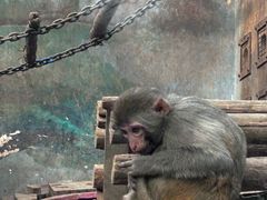 -石家庄市动物园