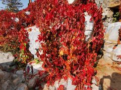 -大兴滨河森林公园