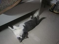 -北京恒爱动物医院(清景园分院)