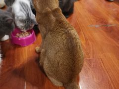 -猫小院猫主题咖啡厅(北锣店)