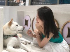 -柴务处·柴犬主题狗咖