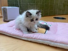 -帕帕拉兹宠物(亚洲旗舰店)