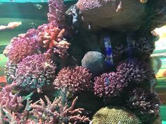-暹罗海洋世界