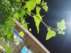 -宋记香辣蟹(曹家渡店)