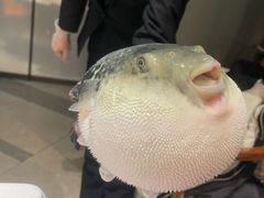 -鲐赏河豚(长寿店)