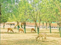 -北京鹿世界主题园