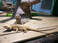 -辛玛王国游乐园