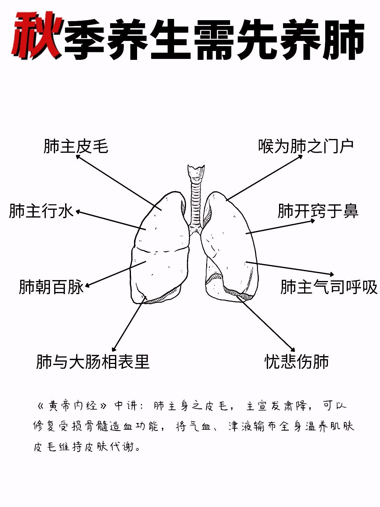 秋季养生先养肺❗️肺该怎么保养❓