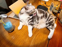 -咖法森林·咖啡  酒吧(天河店)