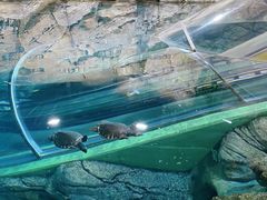 -上海海洋水族馆