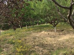 -永定河休闲森林公园