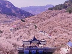 -樱花山风景区