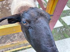 -合肥滨湖国家森林公园