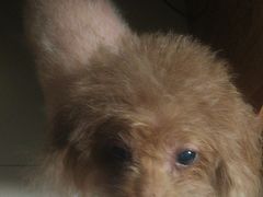 -达爱动物医院·犬猫分区·CT·复杂眼科(远洋山水分院)