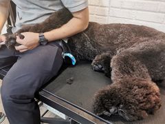 -PETKIT小佩宠物(古北店)