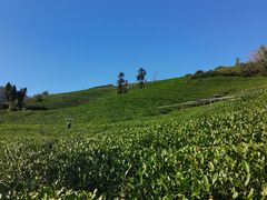 -龙坞茶村