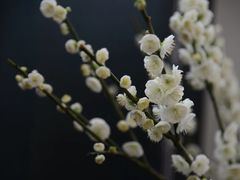 -北京鹫峰国家森林公园