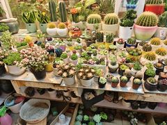 -双季花艺园艺市场(浦东店)