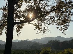 -中国茶叶博物馆(双峰馆区)