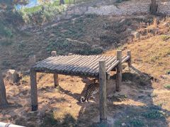 -西霞口神雕山野生动物世界