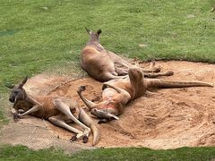-西霞口神雕山野生动物世界