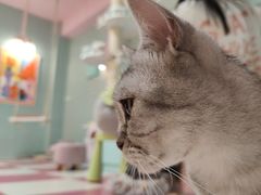 -猫宠乐园·专业洗护